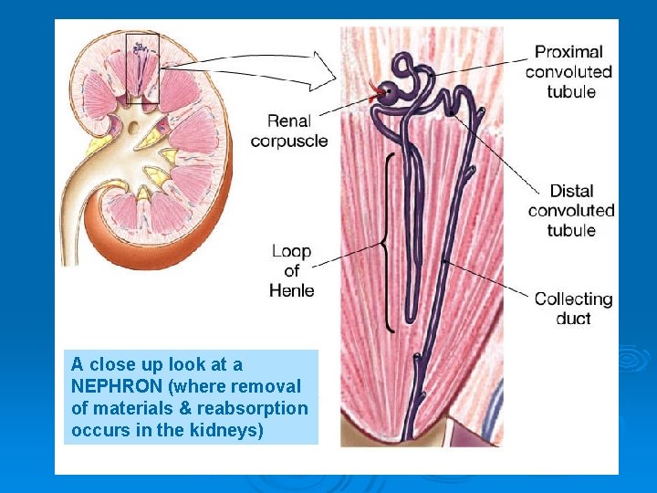 A close up look at a NEPHRON (where removal of materials & reabsorption occurs