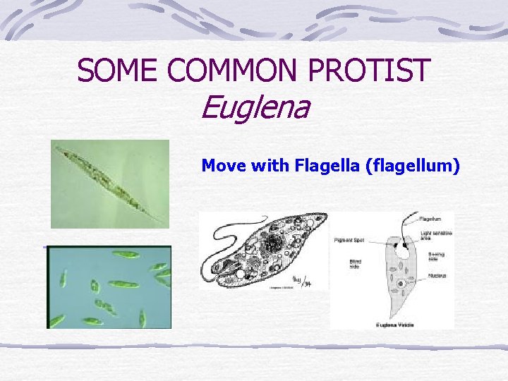 SOME COMMON PROTIST Euglena Move with Flagella (flagellum) 