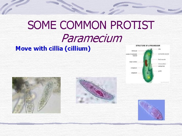 SOME COMMON PROTIST Paramecium Move with cillia (cillium) 