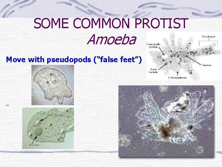 SOME COMMON PROTIST Amoeba Move with pseudopods (“false feet”) 