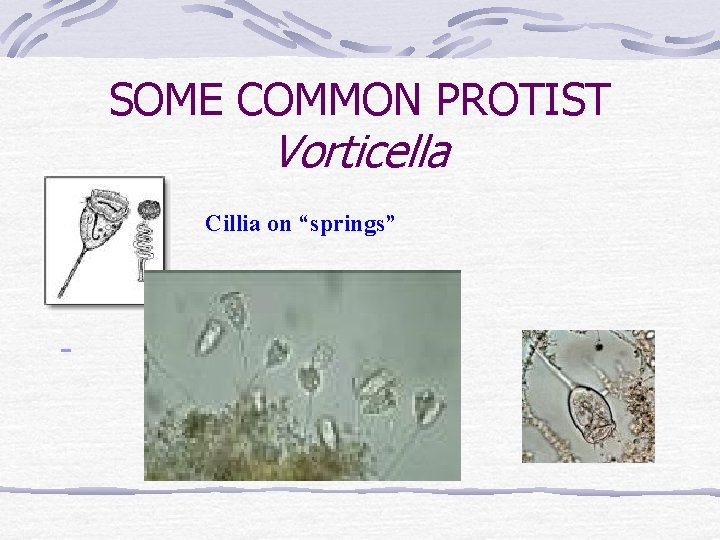 SOME COMMON PROTIST Vorticella Cillia on “springs” 
