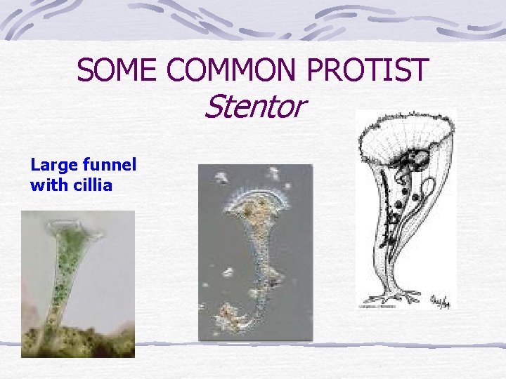 SOME COMMON PROTIST Stentor Large funnel with cillia 