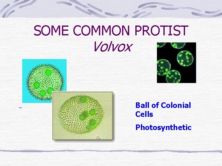 SOME COMMON PROTIST Volvox Ball of Colonial Cells Photosynthetic 