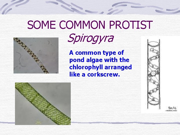 SOME COMMON PROTIST Spirogyra A common type of pond algae with the chlorophyll arranged
