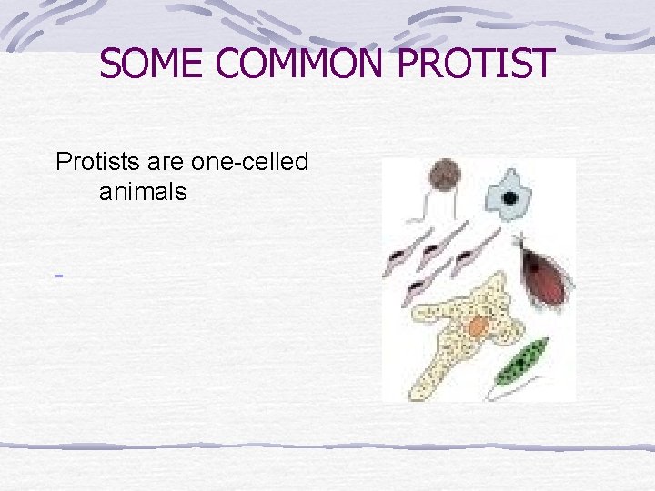 SOME COMMON PROTIST Protists are one-celled animals 