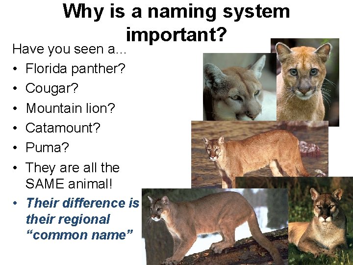 Why is a naming system important? Have you seen a… • Florida panther? •