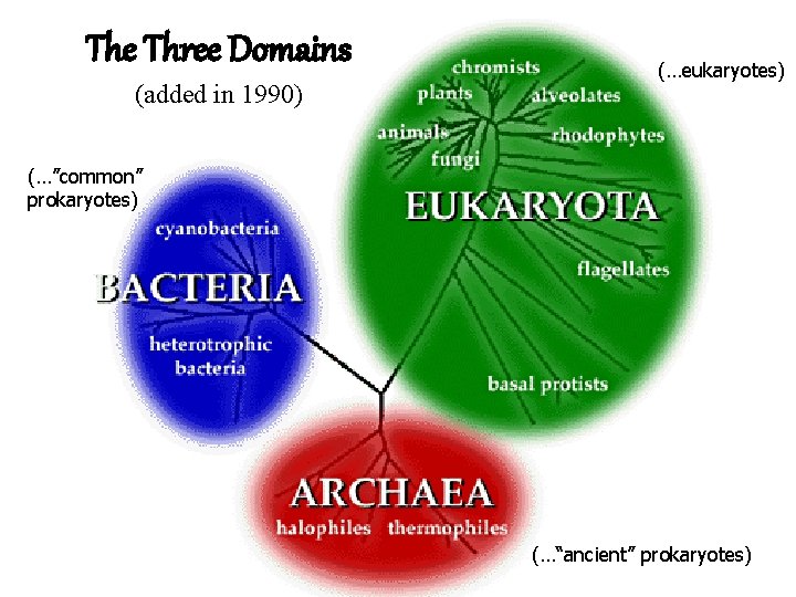 The Three Domains (added in 1990) (…eukaryotes) (…”common” prokaryotes) (…“ancient” prokaryotes) 