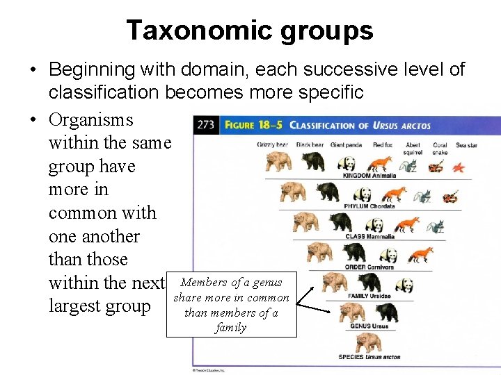 Taxonomic groups • Beginning with domain, each successive level of classification becomes more specific