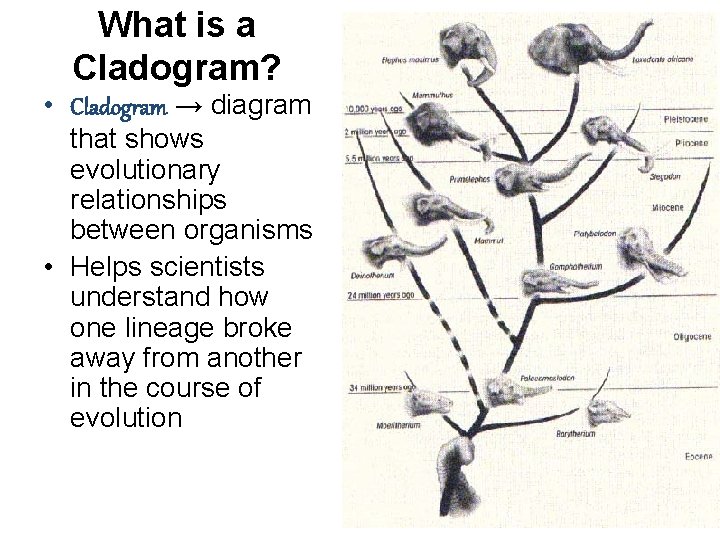 What is a Cladogram? • Cladogram → diagram that shows evolutionary relationships between organisms