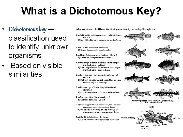 What is a Dichotomous Key? • Dichotomous key → classification used to identify unknown