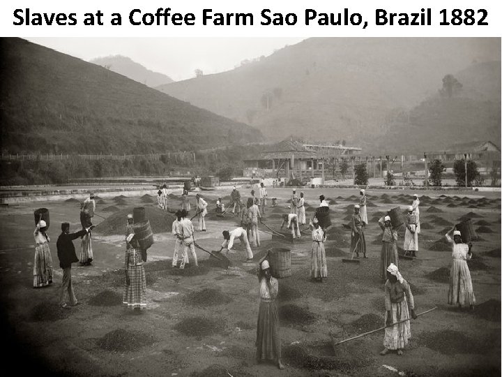 Slaves at a Coffee Farm Sao Paulo, Brazil 1882 