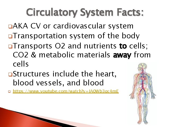 Circulatory System Facts: q. AKA CV or cardiovascular system q. Transportation system of the