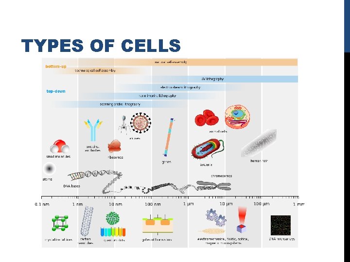 CELLS DISCOVERY OF CELLS Cells were initially discovered