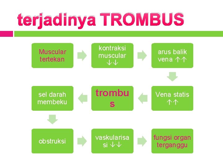 terjadinya TROMBUS Muscular tertekan kontraksi muscular arus balik vena sel darah membeku trombu s