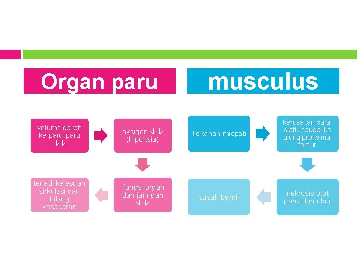 Organ paru musculus volume darah ke paru-paru oksigen (hipoksia) Tekanan miopati kerusakan saraf siatik