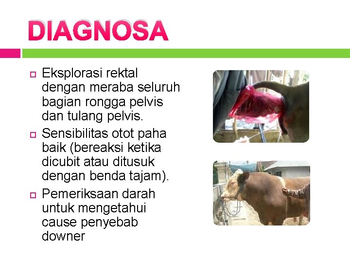 DIAGNOSA Eksplorasi rektal dengan meraba seluruh bagian rongga pelvis dan tulang pelvis. Sensibilitas otot