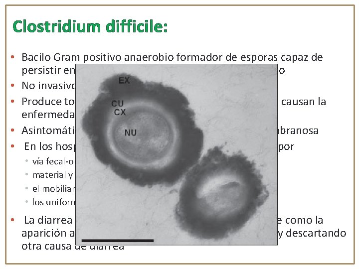 Clostridium difficile: • Bacilo Gram positivo anaerobio formador de esporas capaz de persistir en