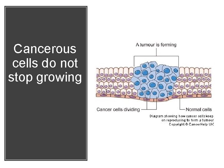 Cancerous cells do not stop growing 