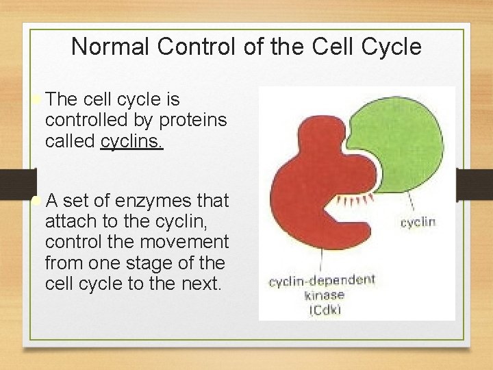 Normal Control of the Cell Cycle ● The cell cycle is controlled by proteins