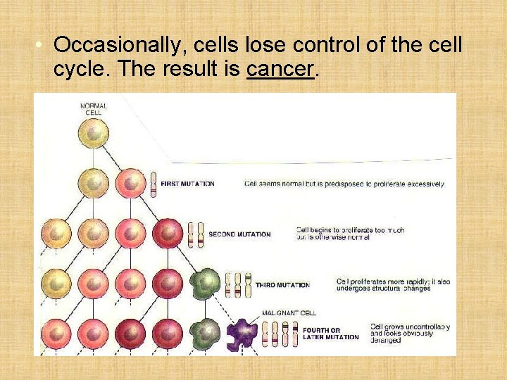  • Occasionally, cells lose control of the cell cycle. The result is cancer.