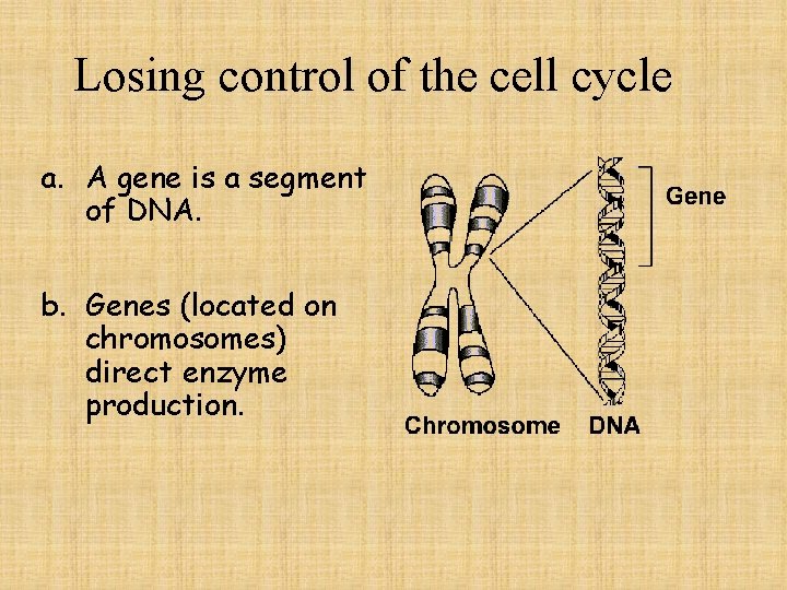 Losing control of the cell cycle a. A gene is a segment of DNA.