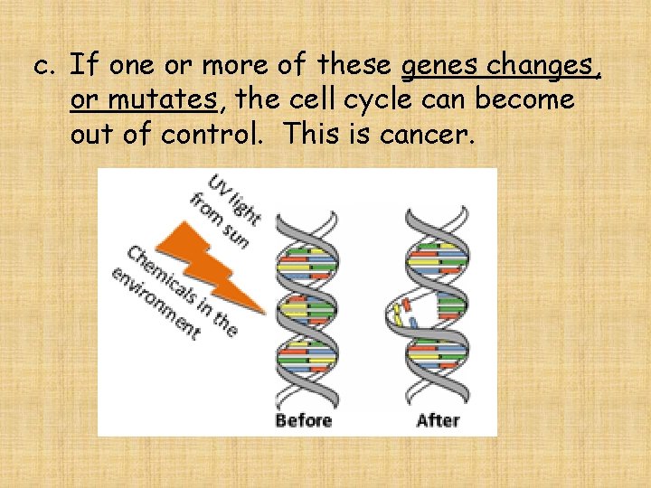 c. If one or more of these genes changes, or mutates, the cell cycle