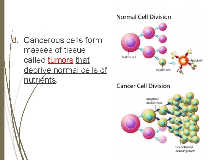 d. Cancerous cells form masses of tissue called tumors that deprive normal cells of
