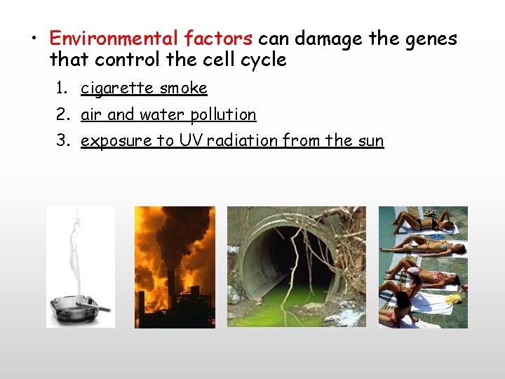  • Environmental factors can damage the genes that control the cell cycle 1.