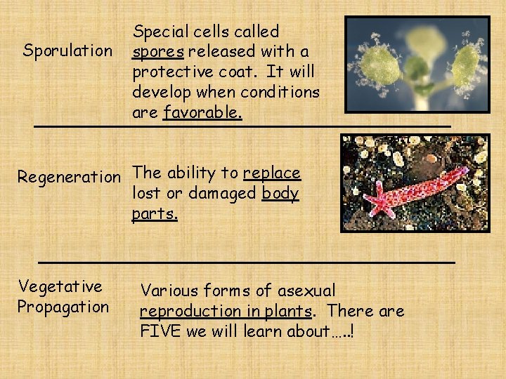 Sporulation Special cells called spores released with a protective coat. It will develop when