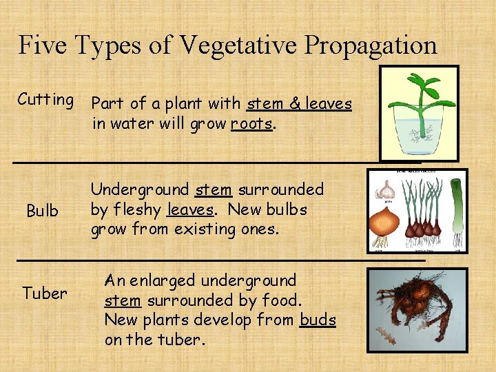 Five Types of Vegetative Propagation Cutting Bulb Tuber Part of a plant with stem