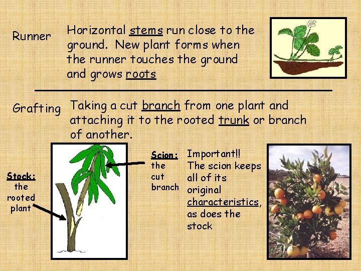 Runner Horizontal stems run close to the ground. New plant forms when the runner