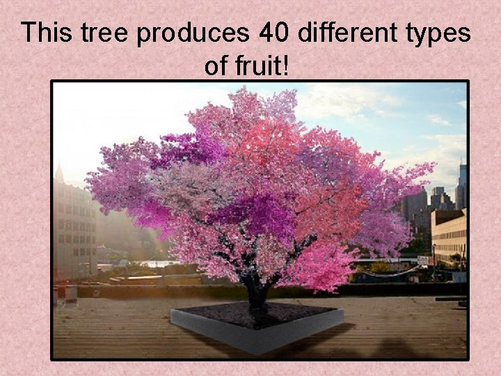 This tree produces 40 different types of fruit! 