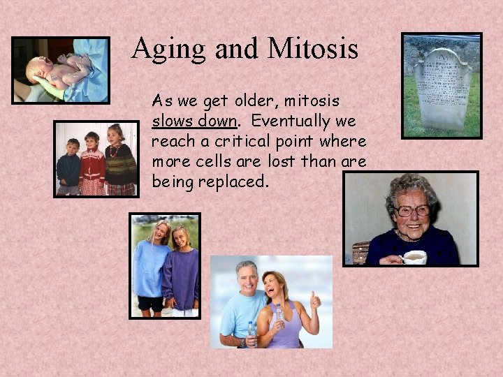 Aging and Mitosis As we get older, mitosis slows down. Eventually we reach a