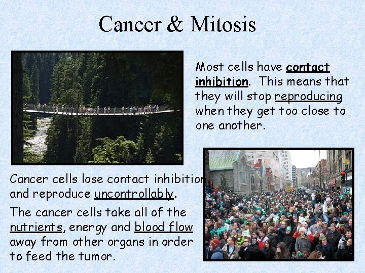 Cancer & Mitosis Most cells have contact inhibition. This means that they will stop