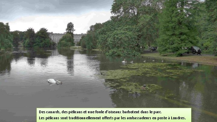 Des canards, des pélicans et une foule d’oiseaux barbotent dans le parc. Les pélicans