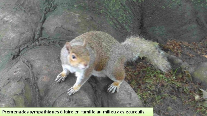 Promenades sympathiques à faire en famille au milieu des écureuils. 