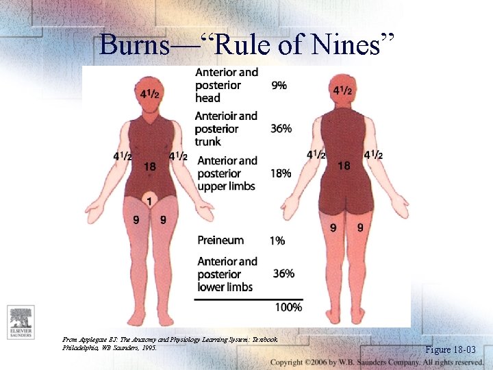 Burns—“Rule of Nines” From Applegate EJ: The Anatomy and Physiology Learning System: Textbook. Philadelphia,