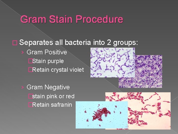 Gram Stain Procedure � Separates all bacteria into 2 groups: › Gram Positive �Stain