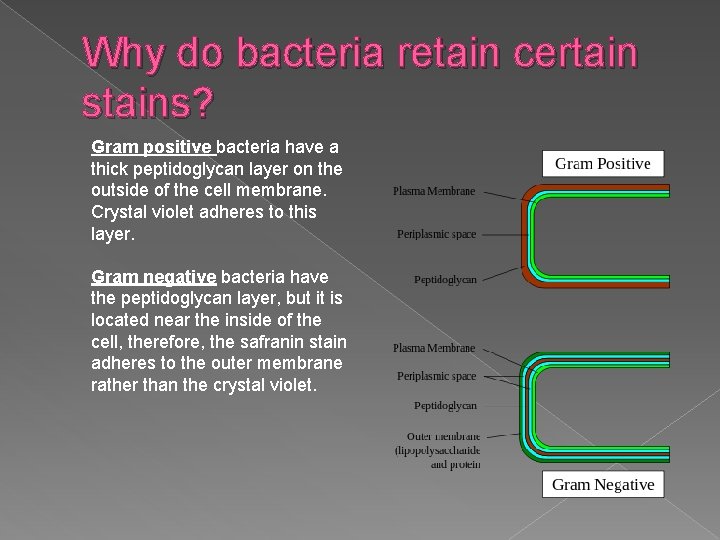 Why do bacteria retain certain stains? Gram positive bacteria have a thick peptidoglycan layer