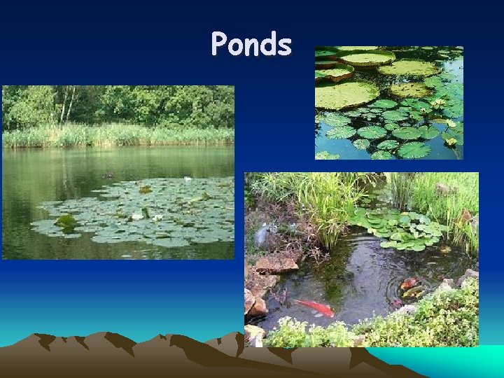 Ponds 