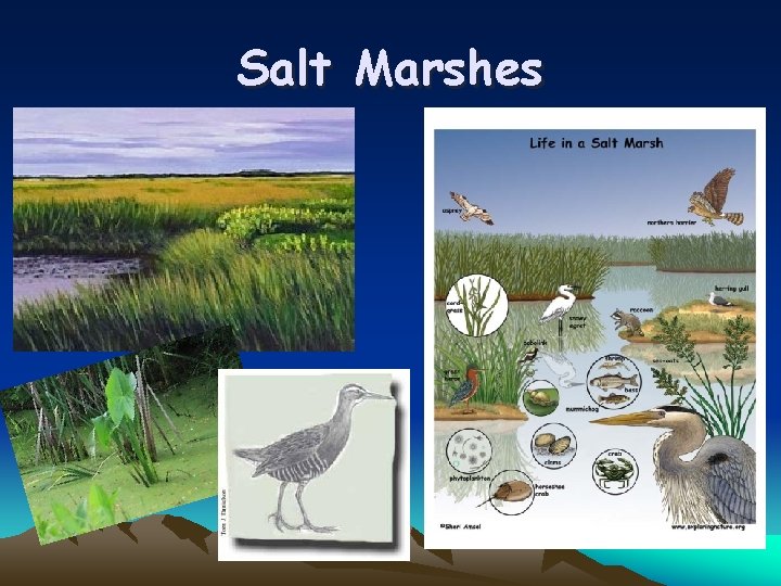 Salt Marshes 