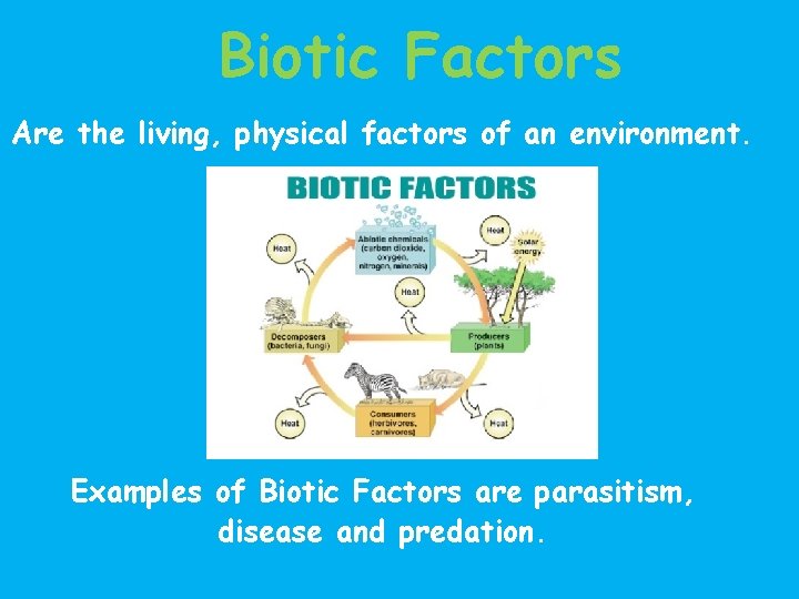 Biotic Factors Are the living, physical factors of an environment. Examples of Biotic Factors