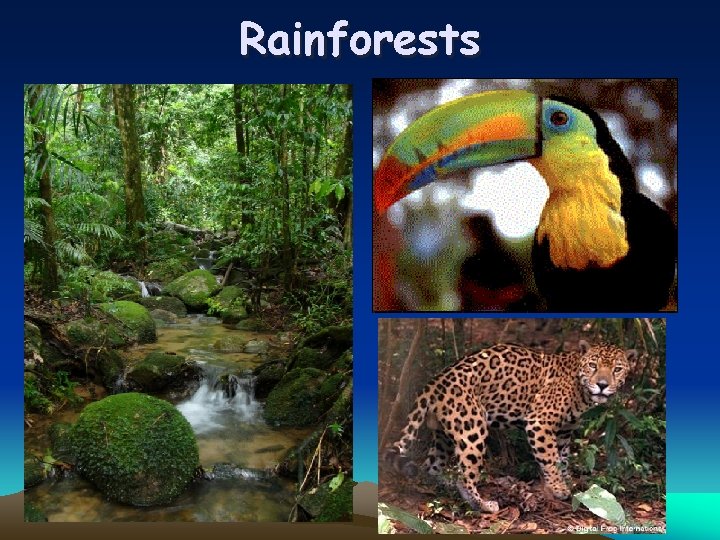 Rainforests 