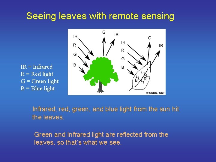 Seeing leaves with remote sensing IR = Infrared R = Red light G =