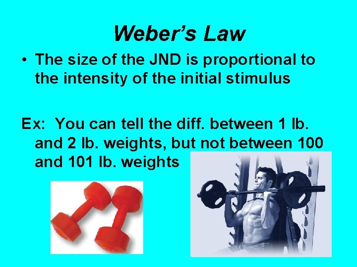 Weber’s Law • The size of the JND is proportional to the intensity of