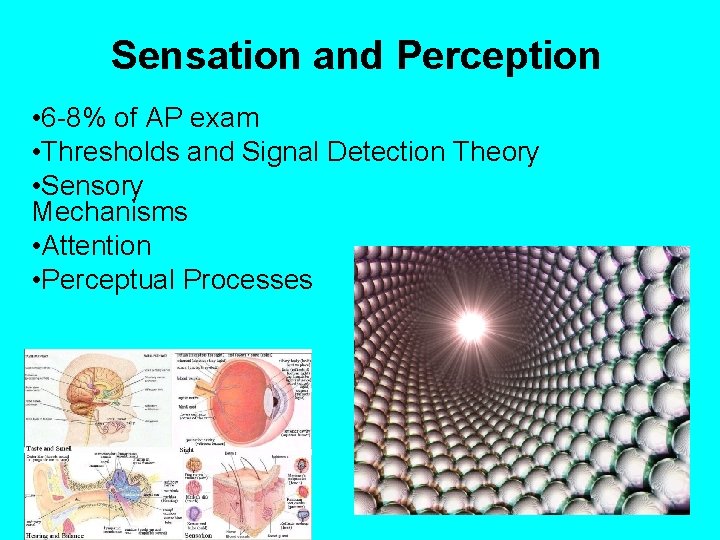 Sensation and Perception • 6 -8% of AP exam • Thresholds and Signal Detection