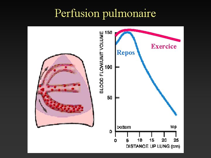 Perfusion pulmonaire Repos Exercice 