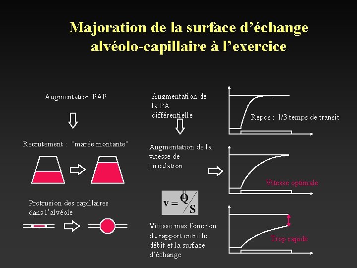 Majoration de la surface d’échange alvéolo-capillaire à l’exercice Augmentation PAP Recrutement : "marée montante"