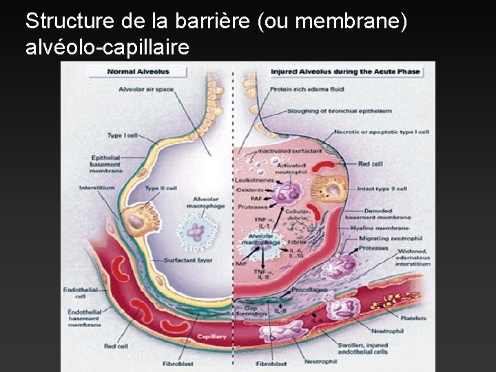 Structure de la barrière (ou membrane) alvéolo-capillaire 