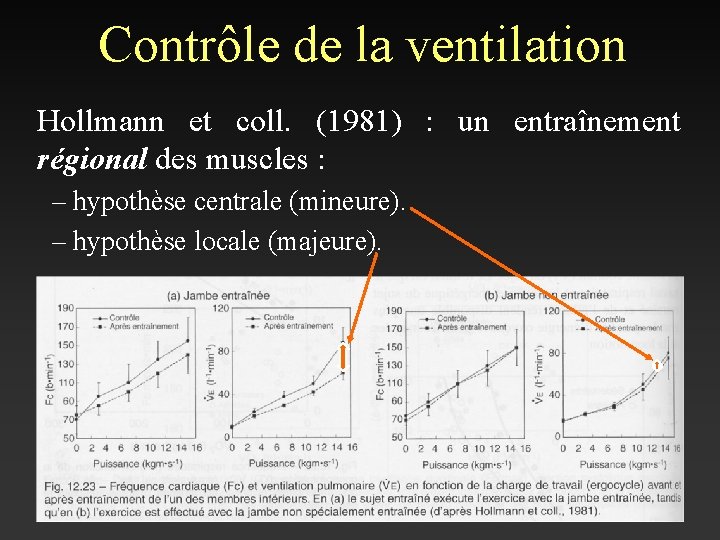 Contrôle de la ventilation Hollmann et coll. (1981) : un entraînement régional des muscles